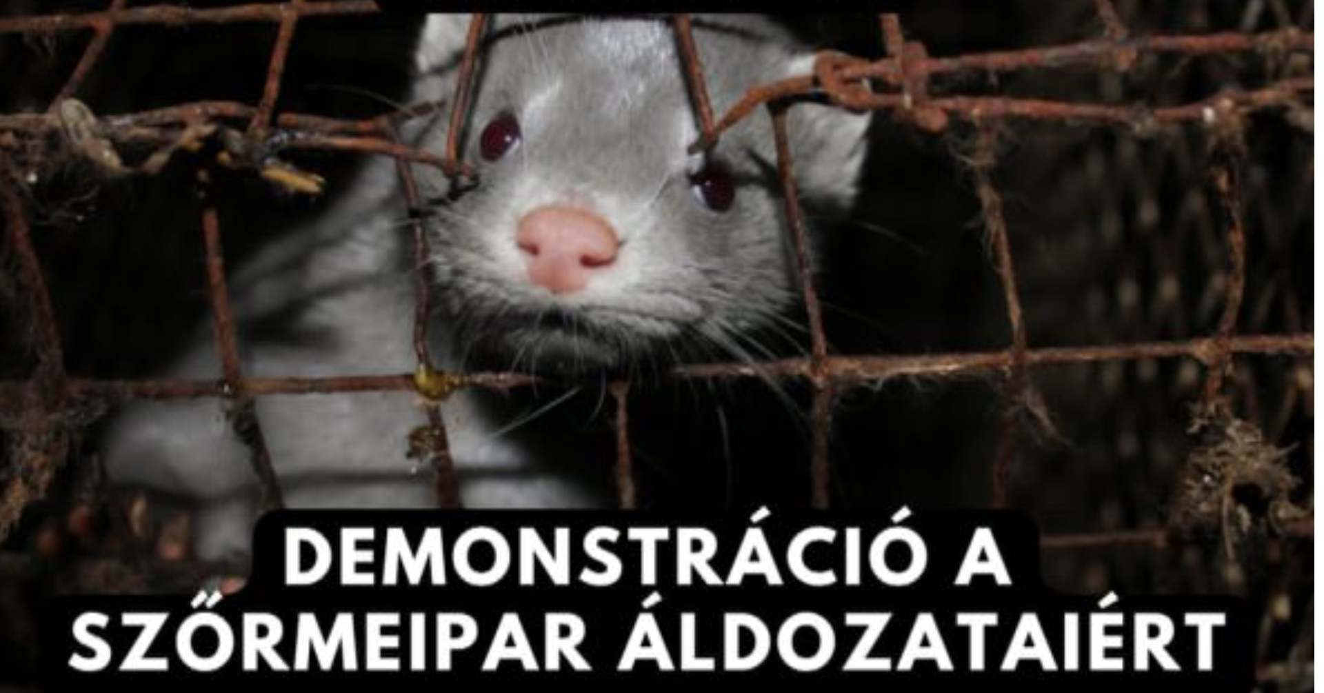 DEMONSTRÁCIÓ A SZŐRMEIPAR ÁLDOZATAIÉRT